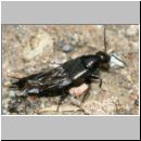 Philonthus sp - Kurzfluegler 01a 12mm.jpg